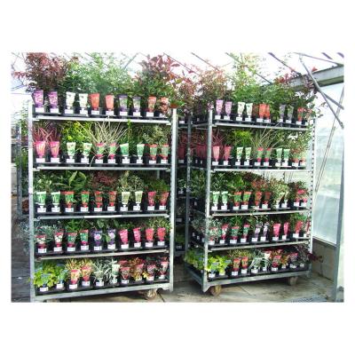 China Professional Flower Nursery Display Danish Trolley Cart In Greenhouse for sale