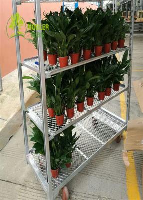 China Heave Duty Greenhouse Carts Danish Shelves Flower And Plant Trolleys for sale