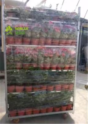 중국 꽃과 식물 온실 Cc 콘테이너를 위한 네덜란드 꽃 트롤리 금속 수영장 선반 판매용
