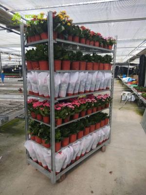 China Laminado de acero del carro del transporte de la carretilla danesa de la flor de la hoja de metal que cultiva un huerto en venta