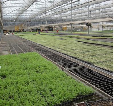 中国 花の野菜栽培の温室はベッドの熱いすくいの電流を通された立場材料を育てます 販売のため