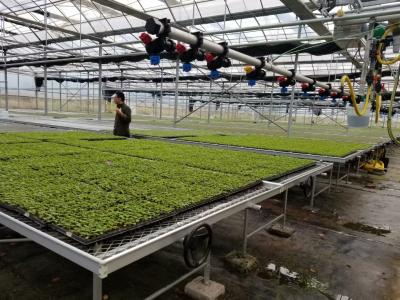 China Rolling Wire Greenhouse Growing Beds for sale