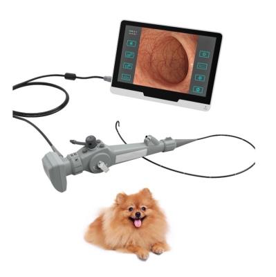China 250mm Veterinary Medical Equipment Veterinary Gastroscope For Cat Dog Horse for sale
