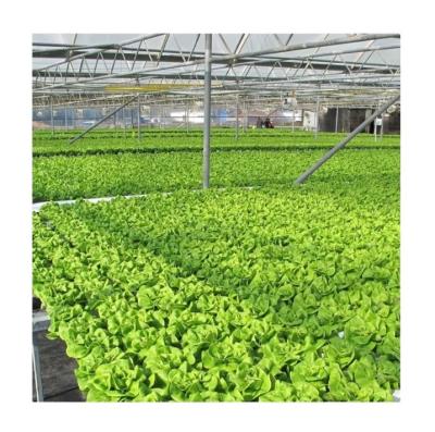 China Vídeo Inspeção de saída Estufas hidropónicas para a produção de vegetais de folhas verdes à venda