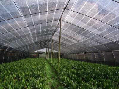 중국 Raschel 고속 편물기, 온실 농업 식물성 순수한 만들기 기계 판매용