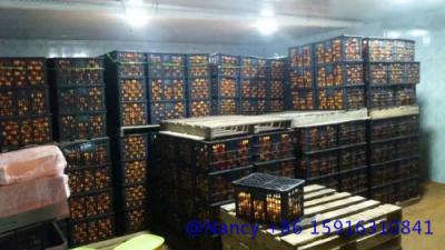 China orange fresh storage，the temperature is between3℃ and 5 ℃,keep the orange fresh for sale