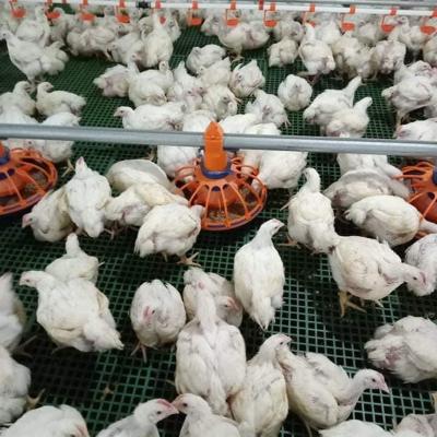 China 45-55 Birds / Feeder Chicken Farm Equipment With 3m Feed Tube for sale