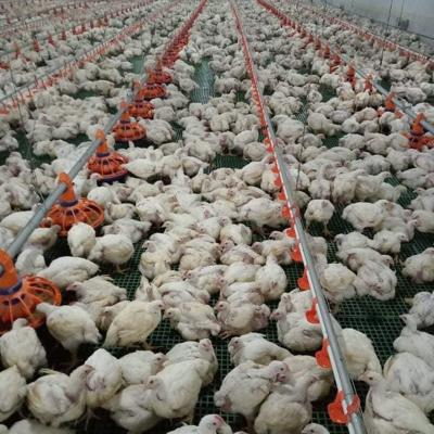China 45cm Pipe Poultry Farm Feeding Equipment 3 Pan /3M Easy Assamble for sale