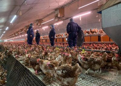 China Auger Feeding Breeder Farm Equipment Plastic Slat Flooring Chicken Raising Equipment for sale