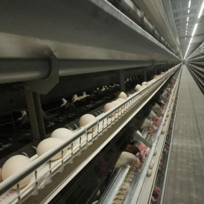 Chine La couche galvanisée en aluminium douce d'oeufs de poulet de fil met en cage 4-8 rangées à vendre
