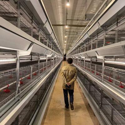 China As galinhas do equipamento agrícola da galinha do ISO 3 4 séries mergulham o equipamento das aves domésticas da gaiola à venda