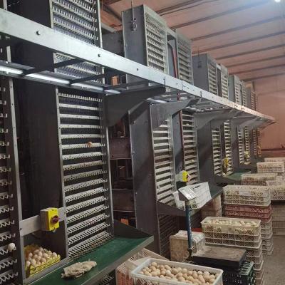 China 17000 Eggs /H Poultry Egg Collection System For Layer Cage CE SGS for sale