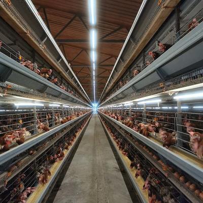 China Electric Hens 3 4 Tiers H Type Layer Chicken Cage Layer Poultry Farm Equipment for sale