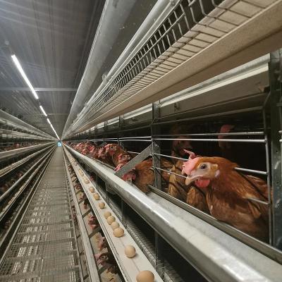 China ISO9001 Automatic Poultry Layer Cage System 50000-200000 Birds for sale