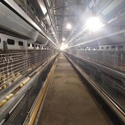 Китай Автоматические клетки батареи птицы птиц клетки 200000 слоя батареи собрания яйца продается