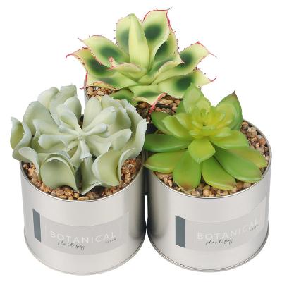 China Highly Simulated Artificial Succulent Plants For Home Decoration for sale