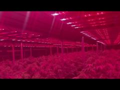 Fluorescent Full Spectrum Grow Lights Growers Republic 1200W With UV And IR