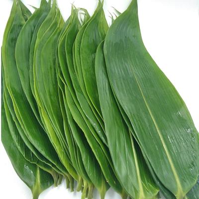 China Natural Big Size Sushi Food Decoration Bamboo Leaves 7-11cm for sale