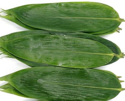 China Green Fresh Sushi Rolling Bamboo Leaf 5-11 cm for Rice Dumplings for sale