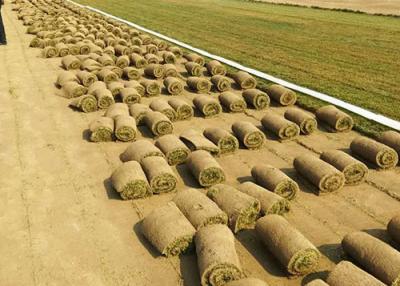 China Agriculture & Farming – Turf Grass Growing Netting, PP+UV, Green for sale