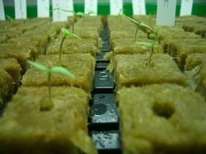 China Agriculture Hydroponic Rockwool Cubes for sale