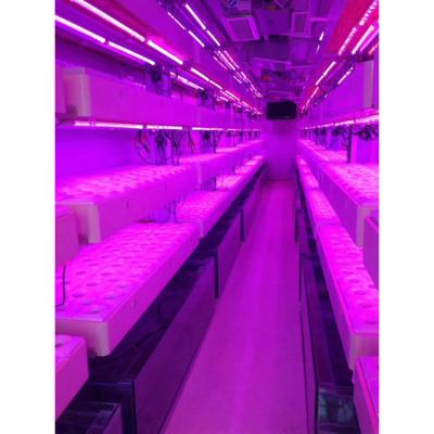 China Smart Grow Hydroponic Vertical Farming System Shipping Container Farm Greenhouse for sale