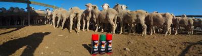 中国 500ml Plyfit Sheep Marking Paint Eco Friendly Color Tail Animal Marking Spray Paint 販売のため