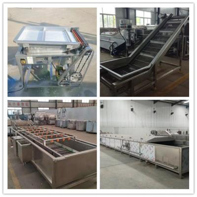 China frozen peas processing machine, quick-freezing peas making machines for sale