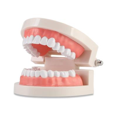 China SJ Dental Typodont Teeth Model Top Quality Demonstration Denture Frasaco Model Orthodontic Teeth Typodont for sale