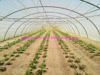 China 1.67g/m de Industriële Gespleten Ruwe Witte Kleur van het Film PolyPakkentouw voor Tomatenboom Te koop