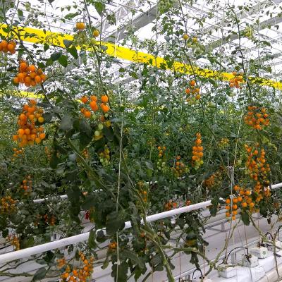 中国 Strong And Flexible Tomato Twine For Easy Plant Support And Training UV Stabilization 販売のため