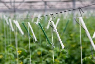 China Tomate tratado ultravioleta del uso del invernadero que ata la guita en venta