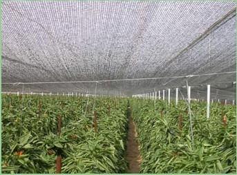 中国 Hdpe の温室、園芸のための Raschel によって編まれる日曜日の陰の網 販売のため