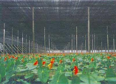 China Red al aire libre de la sombra de Sun del invernadero para la verdura, crecimiento de la flor en venta