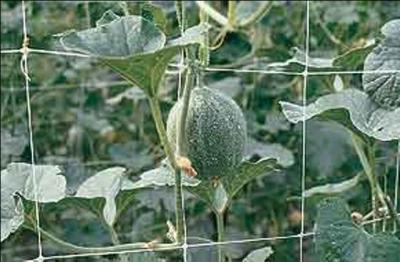 中国 Hdpe の緑野菜穀物のための反紫外線上昇の植物サポート網 販売のため