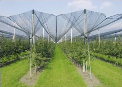 China Agriculture Dark Green HDPE Anti Hail Nets , 10% - 20% Shade Rate for sale