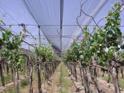 China Anti rede plástica de grande resistência da saraiva para o vinhedo/uva, costume à venda