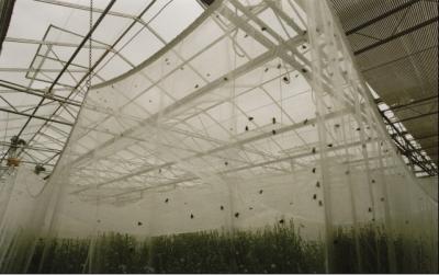China Plastic Garden Agriculture Anti Insect Netting , Plants Anti Insect Net for sale