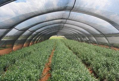 China Hdpe Greenhouse Shade Netting for sale