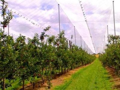 China El HDPE Raschel hizo punto redes del saludo/la red antis de la protección del saludo para el árbol frutal en venta