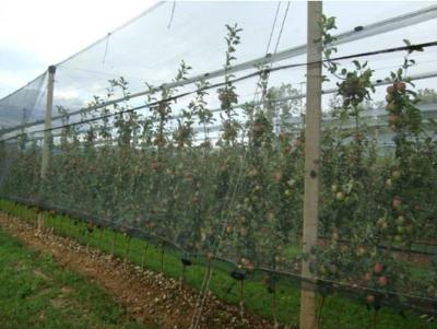 China Dark Green HDPE Anti Hail Nets with UV For Agriculture , 30gsm - 50gsm for sale